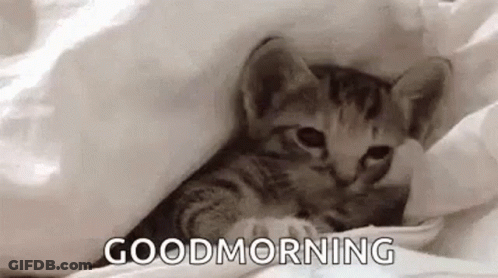 A Kitten Is Laying Under A Blanket With The Words `` Good Morning '' Written On It . GIF