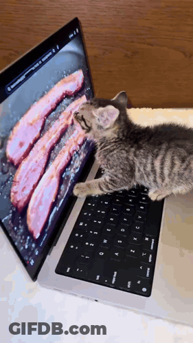 A Kitten Is Looking At A Picture Of Bacon On A Laptop Screen GIF