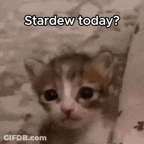 A Kitten Is Looking At The Camera With The Words `` Stardew Today ? '' Written On It . GIF