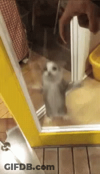 A Kitten Is Looking Out A Window With A Yellow Border GIF
