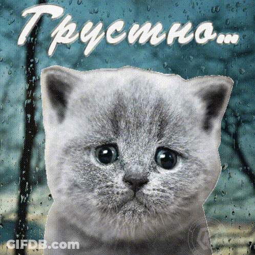 A Kitten Is Looking Out A Window With The Words " Грустно " Written On The Bottom GIF