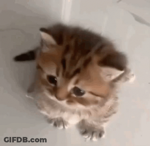 A Kitten Is Looking Up At The Camera While Sitting On A White Surface . GIF