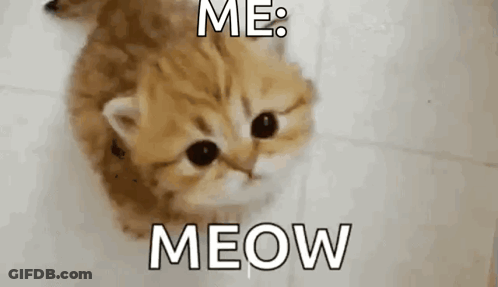 A Kitten Is Looking Up At The Camera With The Words `` Me : Meow '' Written On It . GIF