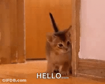 A Kitten Is Peeking Out From Behind A Door And Saying `` Hello '' . GIF