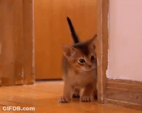 A Kitten Is Peeking Out From Behind A Doorway GIF