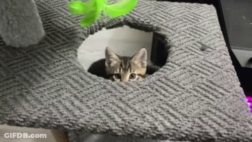 A Kitten Is Peeking Out Of A Cat Tree . GIF