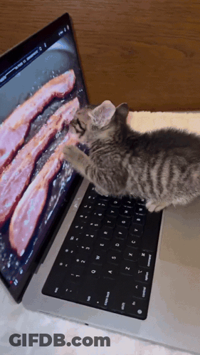 A Kitten Is Playing With A Laptop That Has Bacon On The Screen GIF