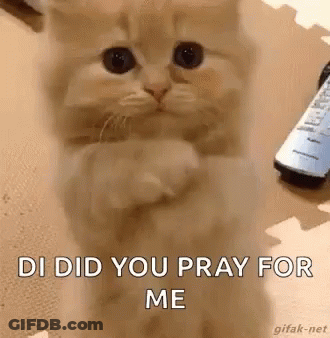 A Kitten Is Praying For Me While Sitting On The Floor . GIF