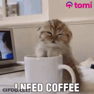 A Kitten Is Sitting In A Cup Of Coffee . GIF