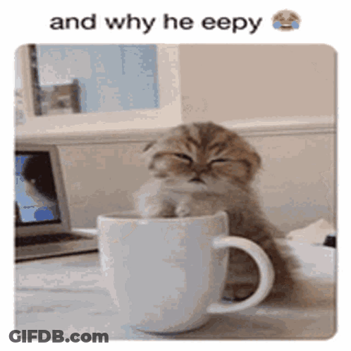 A Kitten Is Sitting In A Cup With The Caption " And Why He Eepy " Above It GIF