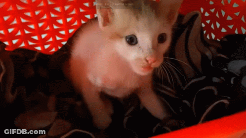 A Kitten Is Sitting In A Red Basket With A Watermark That Says ' Be A Smart Cat ' On It GIF