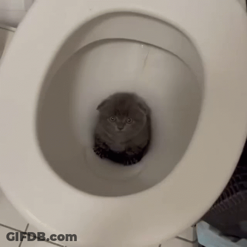 A Kitten Is Sitting In A Toilet Bowl Looking At The Camera GIF