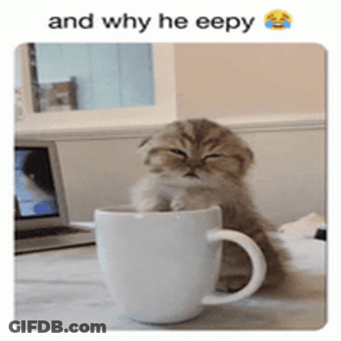A Kitten Is Sitting In A White Coffee Cup With The Caption And Why He Eepy GIF