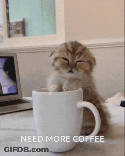 A Kitten Is Sitting In A White Cup With The Words Need More Coffee Written Below It GIF