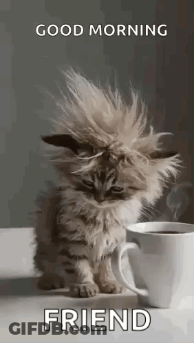 A Kitten Is Sitting Next To A Cup Of Coffee . GIF