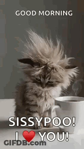 A Kitten Is Sitting Next To A Cup Of Coffee And Saying `` Good Morning Sissypoo ! I Love You ! '' GIF