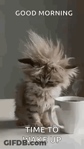 A Kitten Is Sitting Next To A Cup Of Coffee . GIF