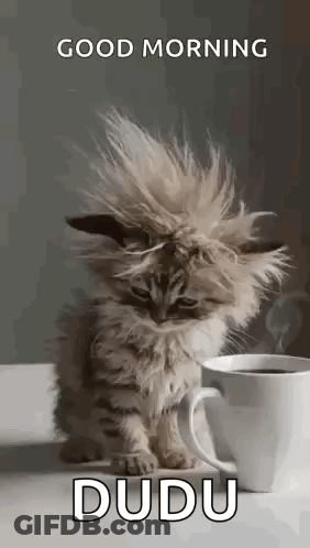 A Kitten Is Sitting Next To A Cup Of Coffee On A Table . GIF