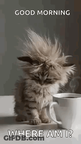 A Kitten Is Sitting Next To A Cup Of Coffee On A Table . GIF