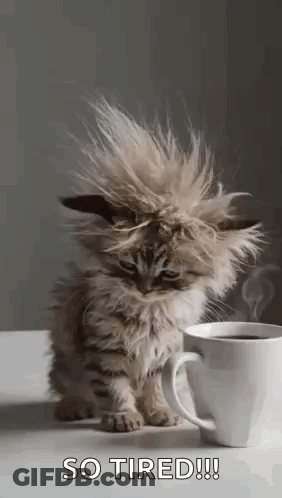 A Kitten Is Sitting Next To A Cup Of Coffee On A Table . GIF