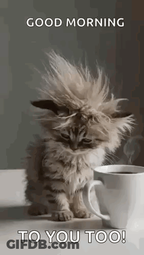 A Kitten Is Sitting Next To A Cup Of Coffee . GIF