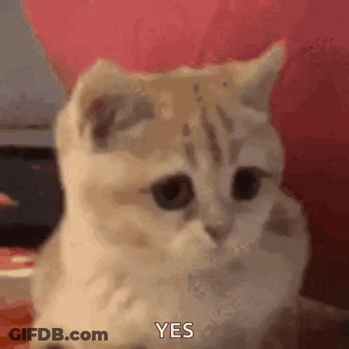 A Kitten Is Sitting On A Bed And Making A Funny Face And Saying Yes . GIF