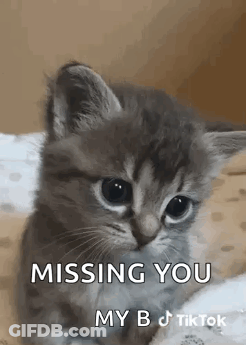 A Kitten Is Sitting On A Bed And Missing You . GIF