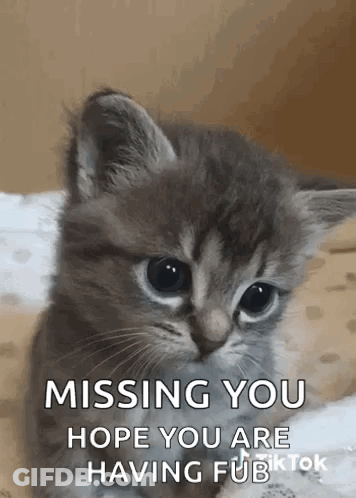 A Kitten Is Sitting On A Bed With A Message That Says `` Missing You Hope You Are Having Fun '' . GIF