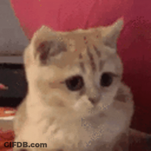 Kitten Sitting On Bed With Pink Pillow GIF