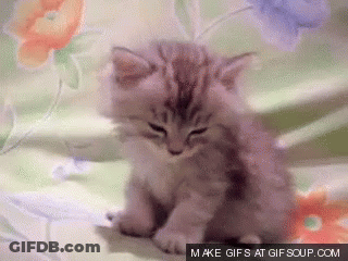 A Kitten Is Sitting On A Bed With Flowers In The Background And The Words Make Gifs At Gifsoup.com Are Below It GIF