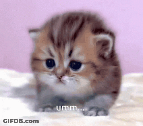 A Kitten Is Sitting On A Bed With The Word Umm Written Below It GIF