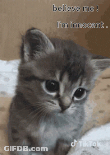 A Kitten Is Sitting On A Bed With The Words Believe Me I 'M Innocent Above It GIF