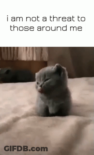 A Kitten Is Sitting On A Bed With The Words " I Am Not A Threat To Those Around Me " GIF