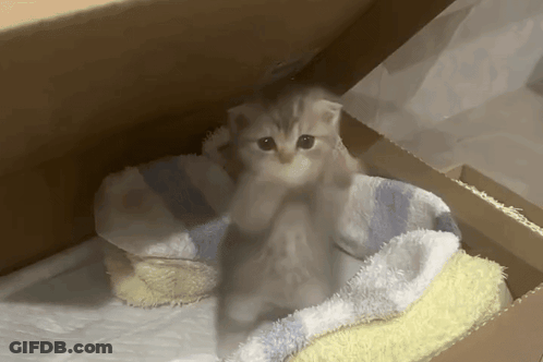 A Kitten Is Sitting On A Blanket In A Box GIF