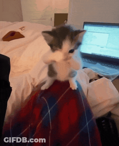 A Kitten Is Sitting On A Blanket Next To A Laptop GIF