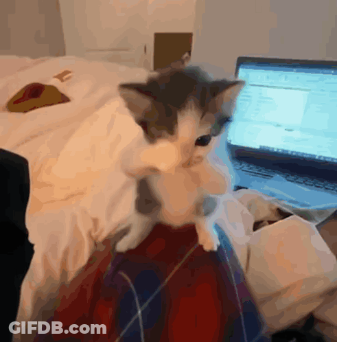 A Kitten Is Sitting On A Blanket Next To A Laptop GIF