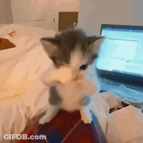 A Kitten Is Sitting On A Person 'S Lap In Front Of A Laptop Computer GIF