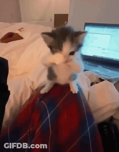 A Kitten Is Sitting On A Person 'S Lap In Front Of A Laptop Computer GIF