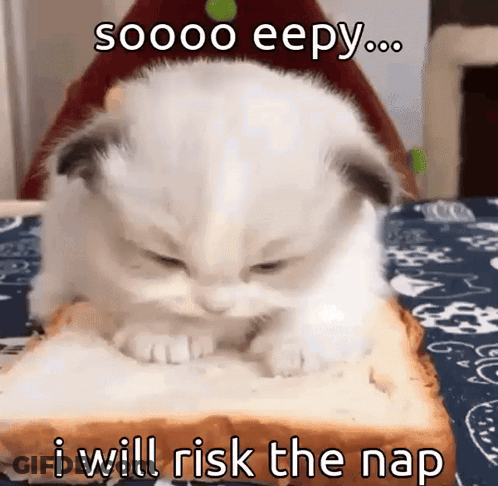 A Kitten Is Sitting On A Piece Of Bread With A Caption That Says " I Will Risk The Nap " GIF