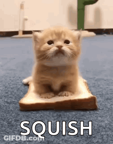 A Kitten Is Sitting On A Piece Of Bread With The Words `` Squish '' Written On It . GIF