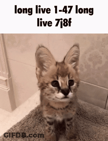 A Kitten Is Sitting On A Rug With The Words Long Live 1-47 Long Live 7J8f GIF
