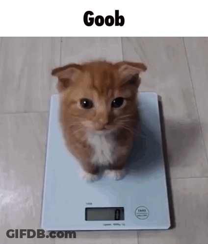 A Kitten Is Sitting On A Scale With The Word Goob On It . GIF