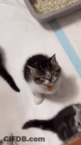 Kitten Sitting On Table Next To Litter Box GIF