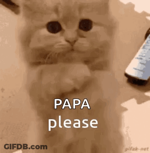 A Kitten Is Sitting On A Table With A Cell Phone In The Background And Says `` Papa Please '' . GIF