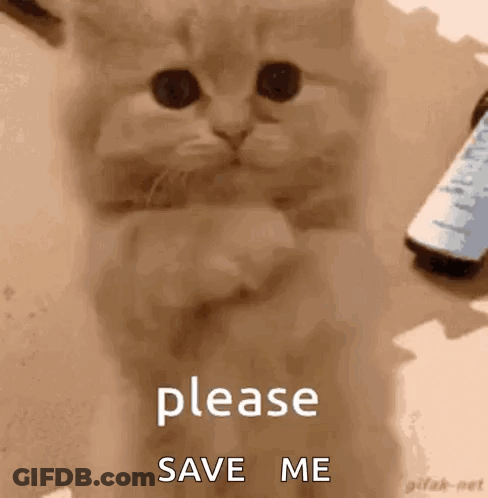 A Kitten Is Sitting On A Table With A Remote Control In The Background And Says `` Please Save Me '' . GIF