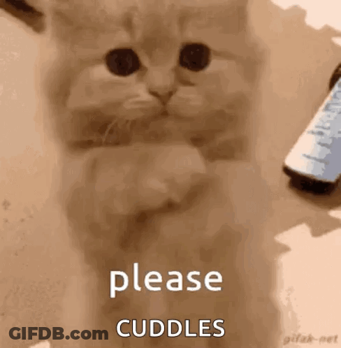 A Kitten Is Sitting On A Table With Its Paws Crossed And A Remote Control In The Background . GIF
