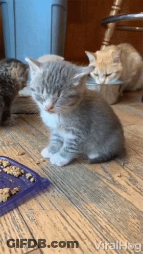 A Kitten Is Sitting On A Wooden Floor Next To A Bowl Of Food With The Words Viralhog Written On The Bottom GIF