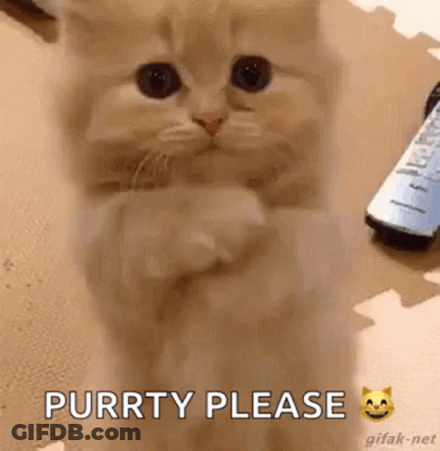 A Kitten Is Sitting On Its Hind Legs And Asking For Something . GIF