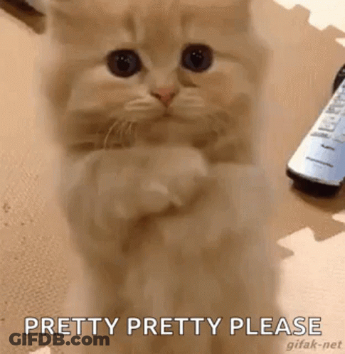 A Kitten Is Sitting On Its Hind Legs With Its Paws Crossed And Looking At The Camera . GIF