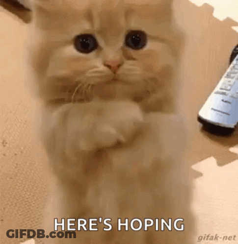 A Kitten Is Sitting On Its Hind Legs With Its Paws Folded And A Remote Control In The Background . GIF